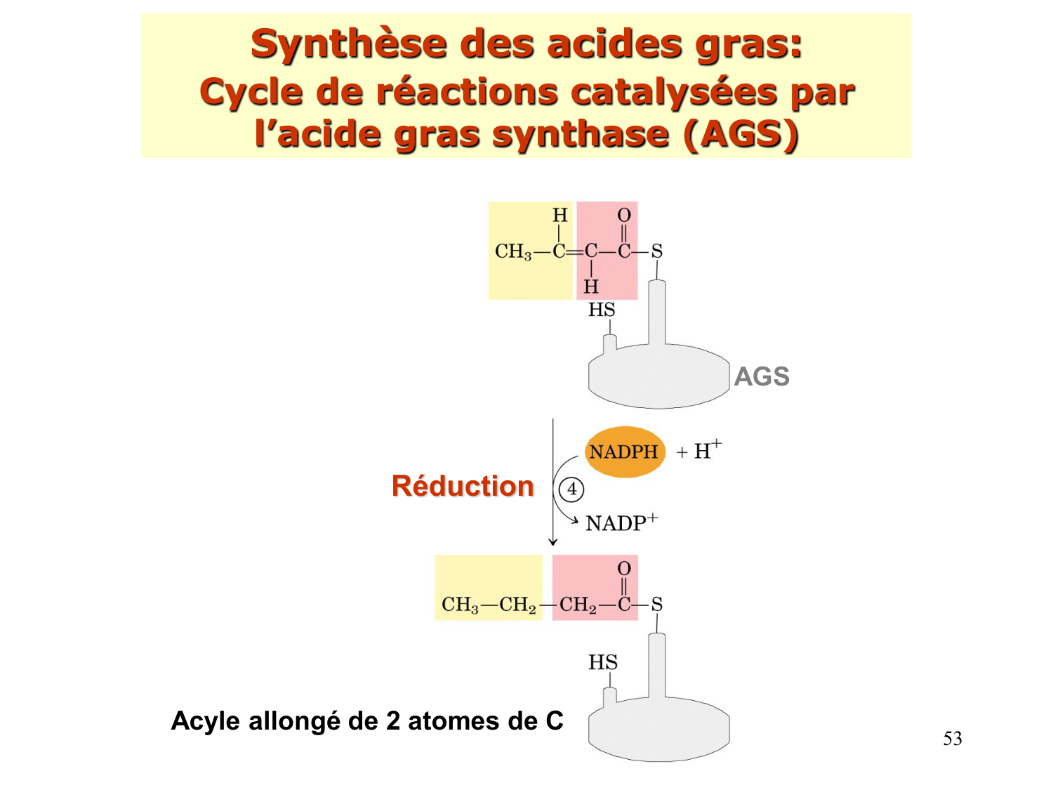 2. Métabolisme des acides gras page 53