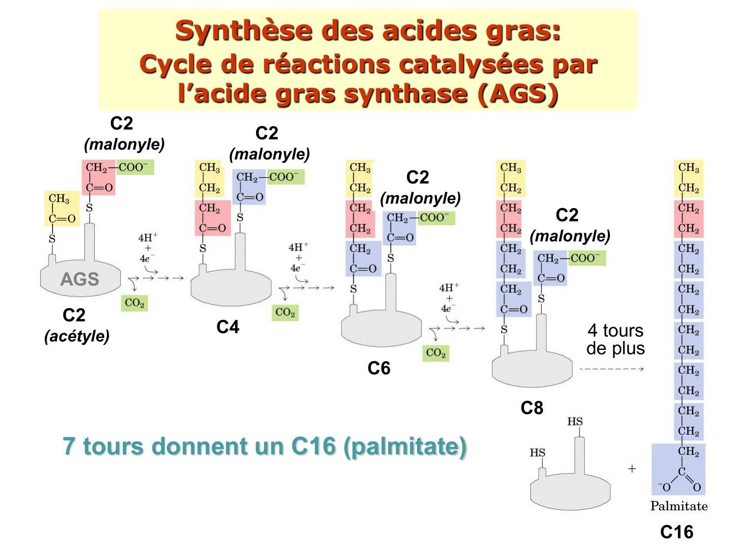 2. Métabolisme des acides gras page 54