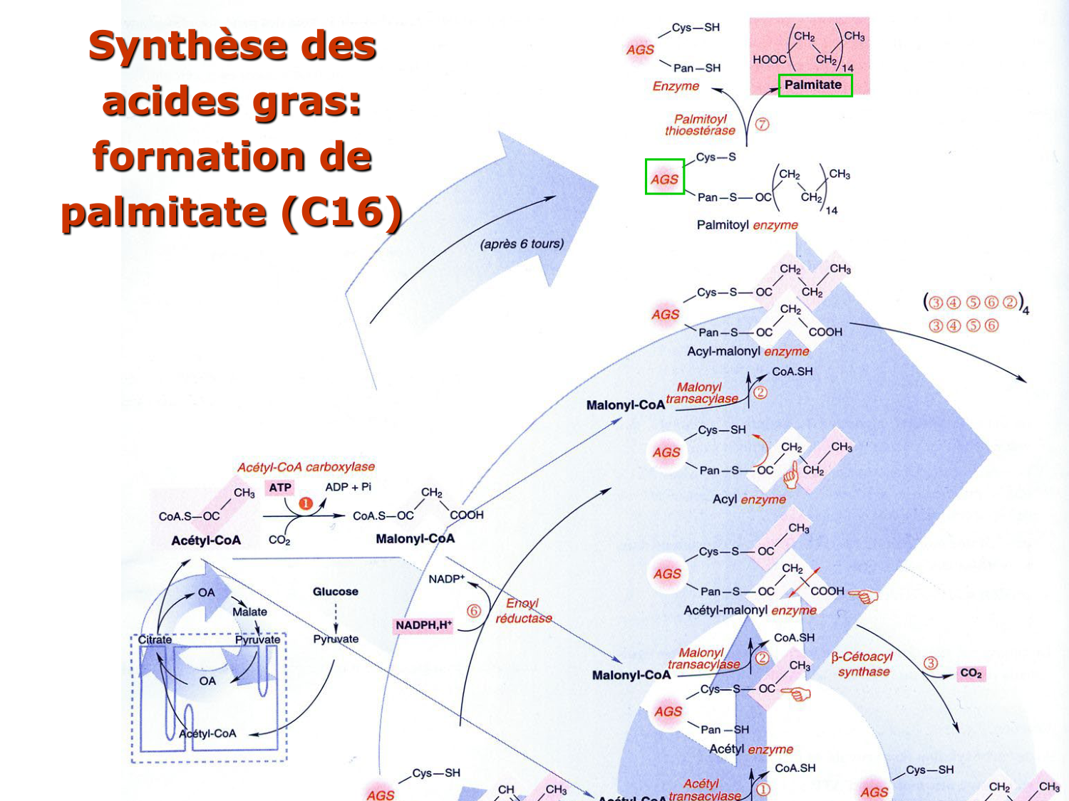 2. Métabolisme des acides gras page 55