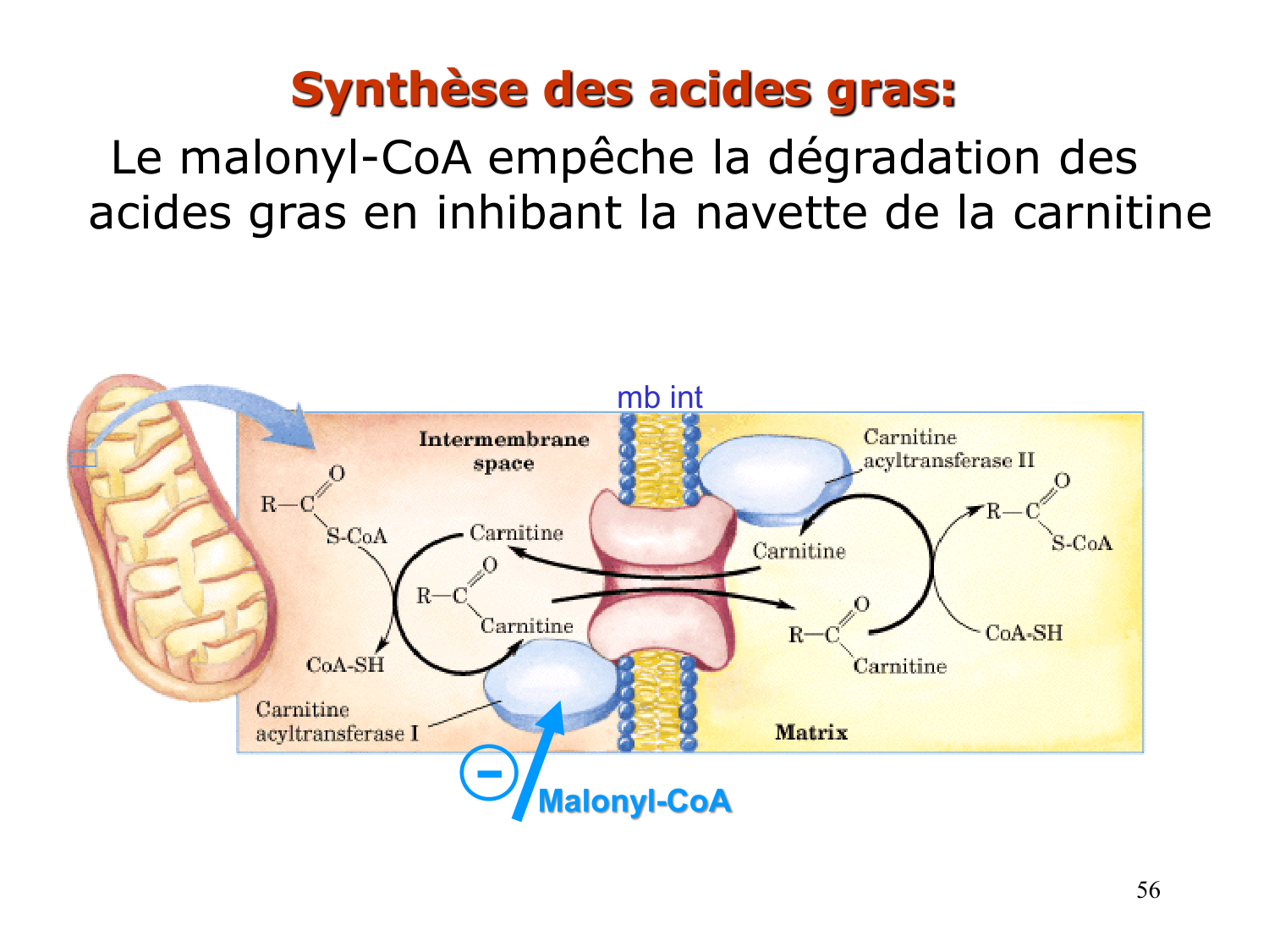 2. Métabolisme des acides gras page 56
