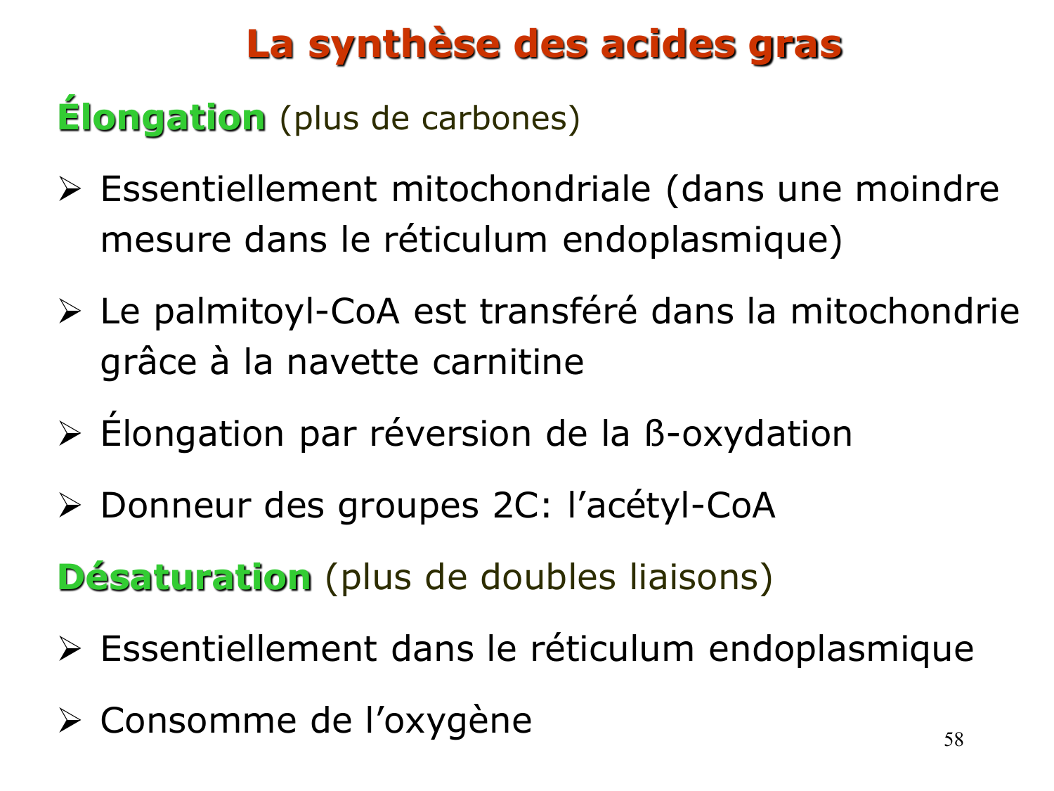 2. Métabolisme des acides gras page 58