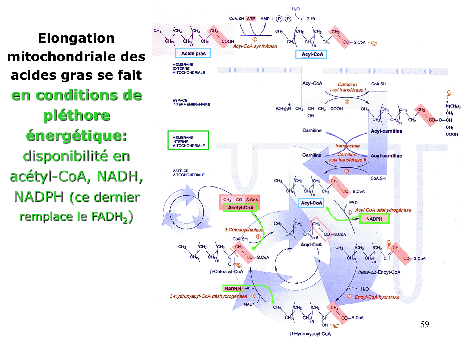 2. Métabolisme des acides gras page 59