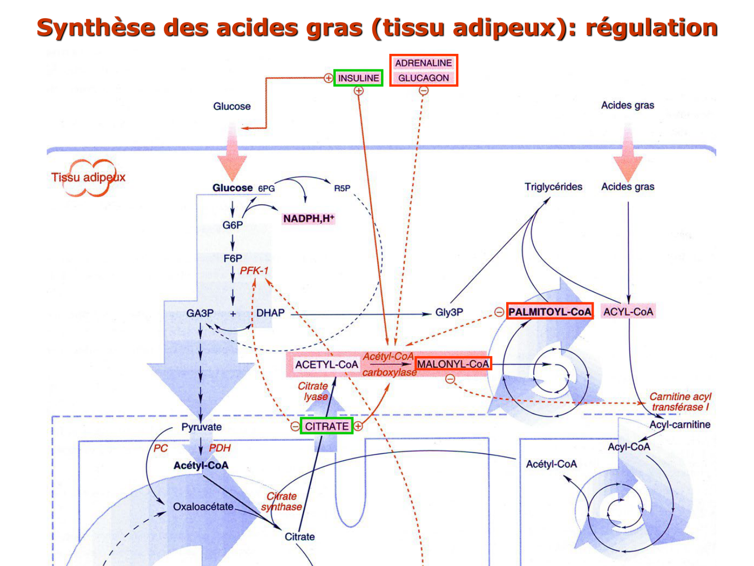 2. Métabolisme des acides gras page 60