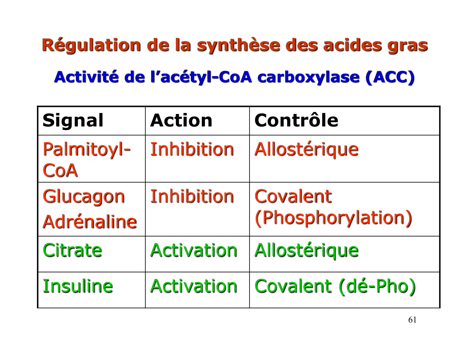 2. Métabolisme des acides gras page 61