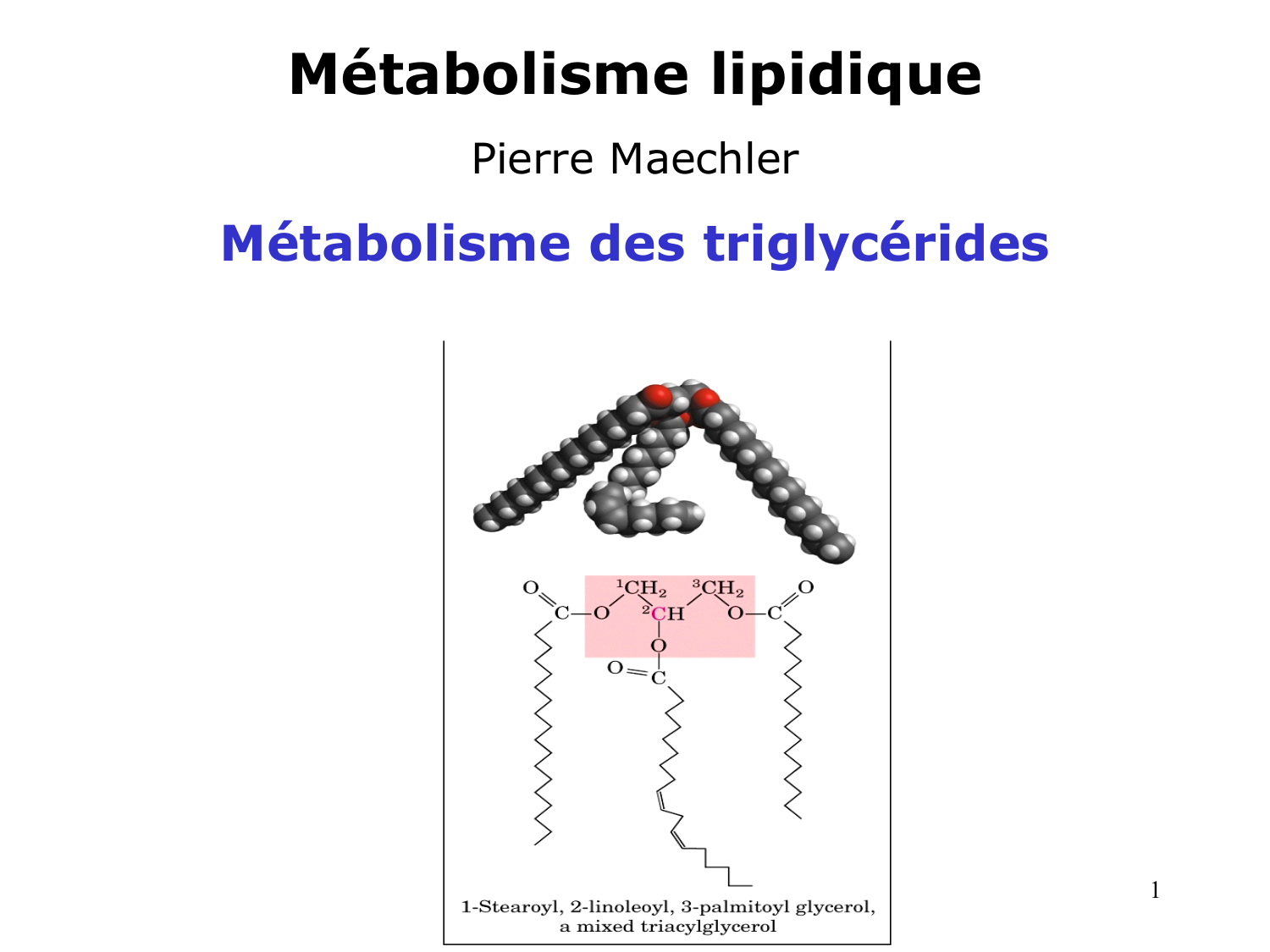 3. Métabolisme des triglycérides page 1