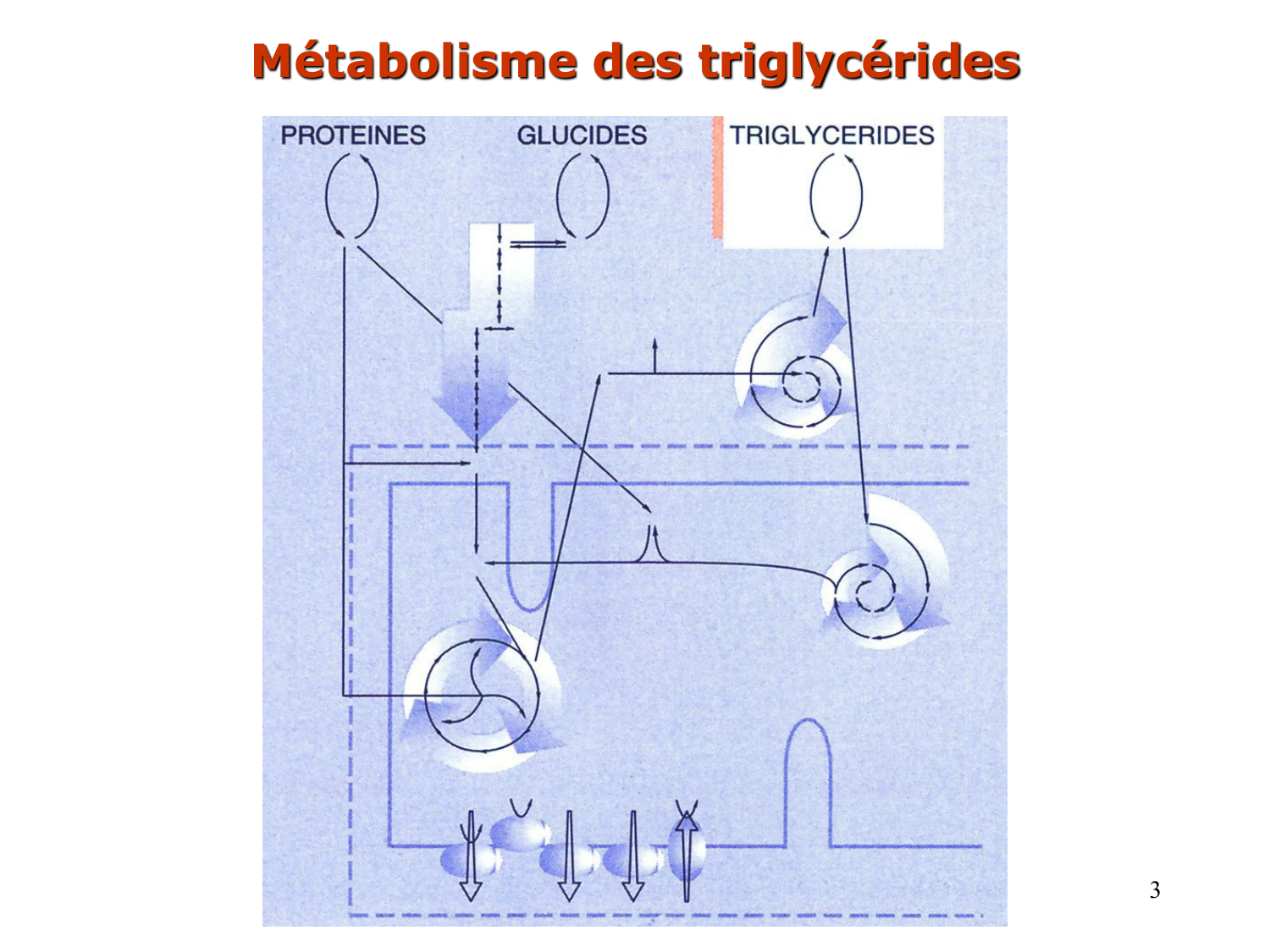 3. Métabolisme des triglycérides page 3