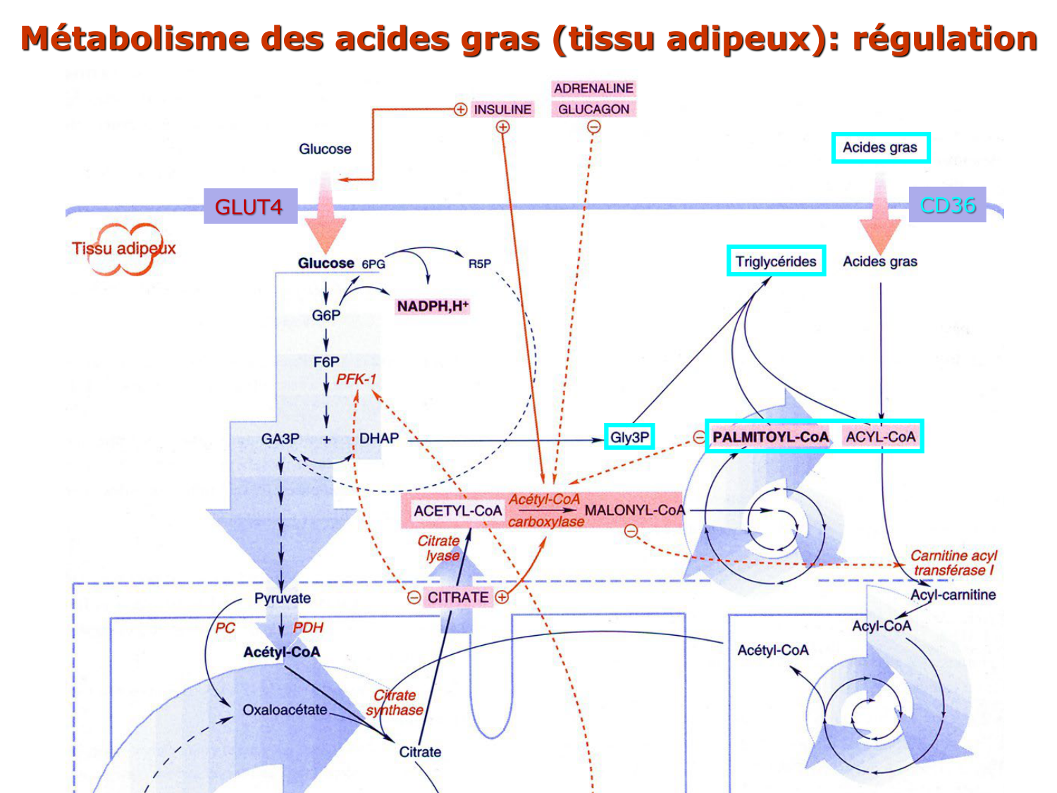 3. Métabolisme des triglycérides page 4