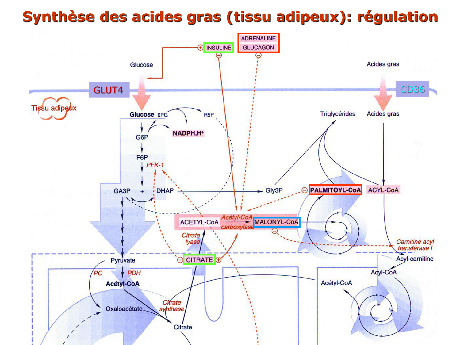 3. Métabolisme des triglycérides page 5