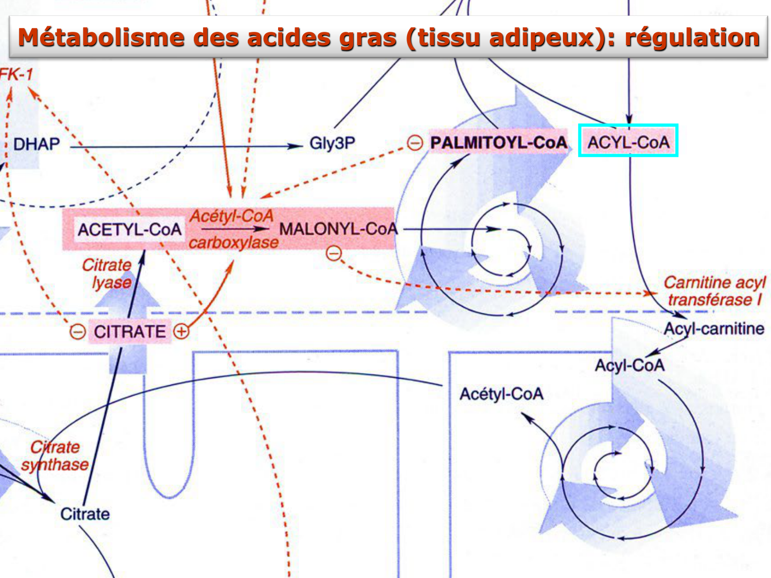 3. Métabolisme des triglycérides page 6