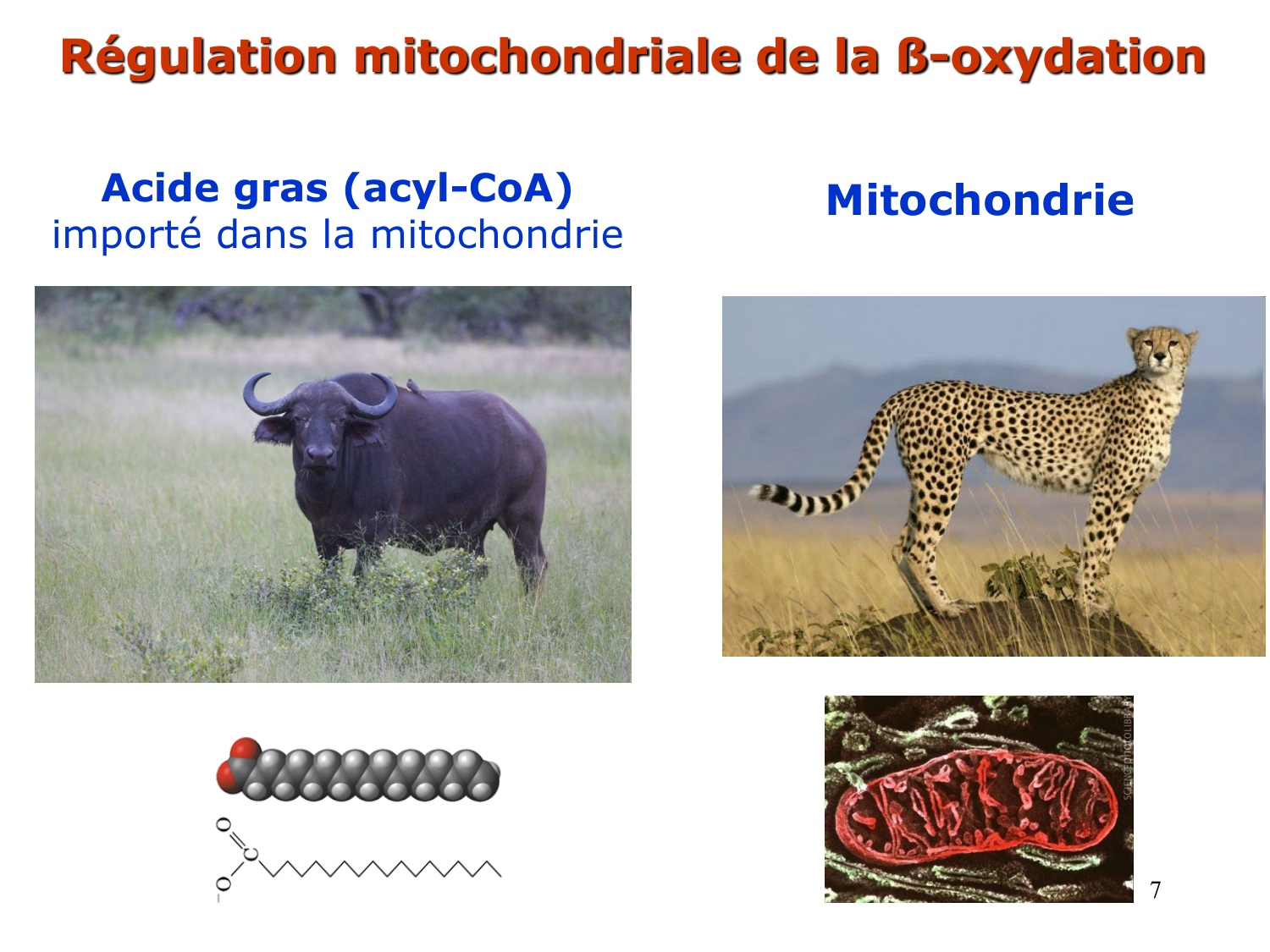 3. Métabolisme des triglycérides page 7
