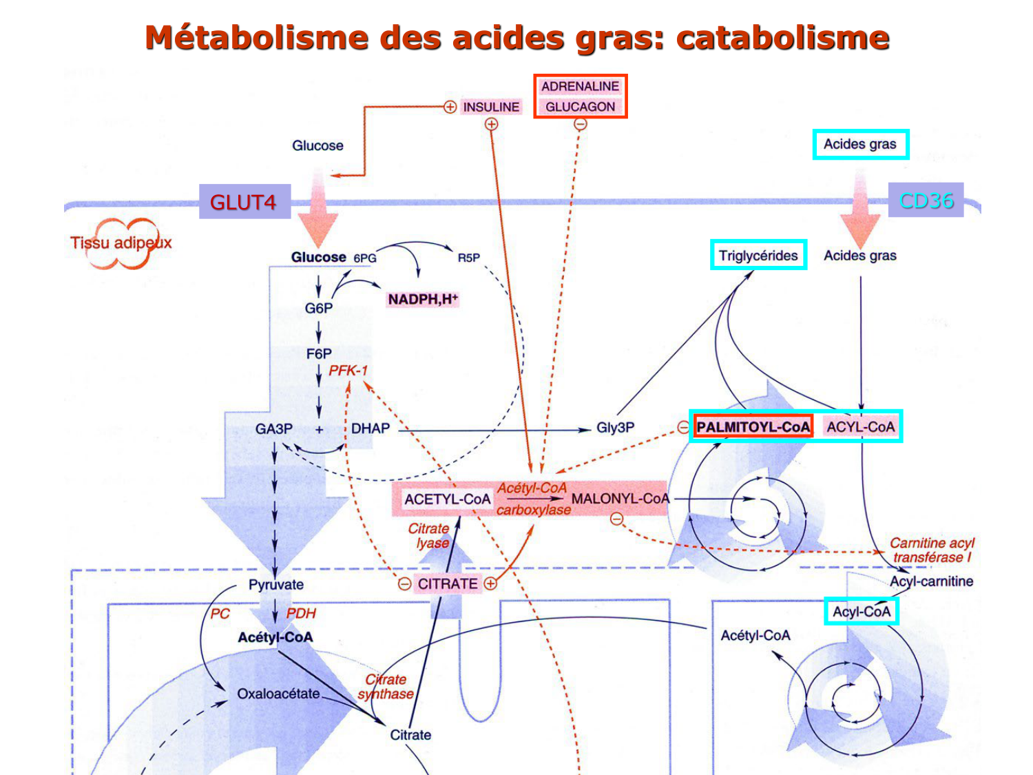 3. Métabolisme des triglycérides page 8