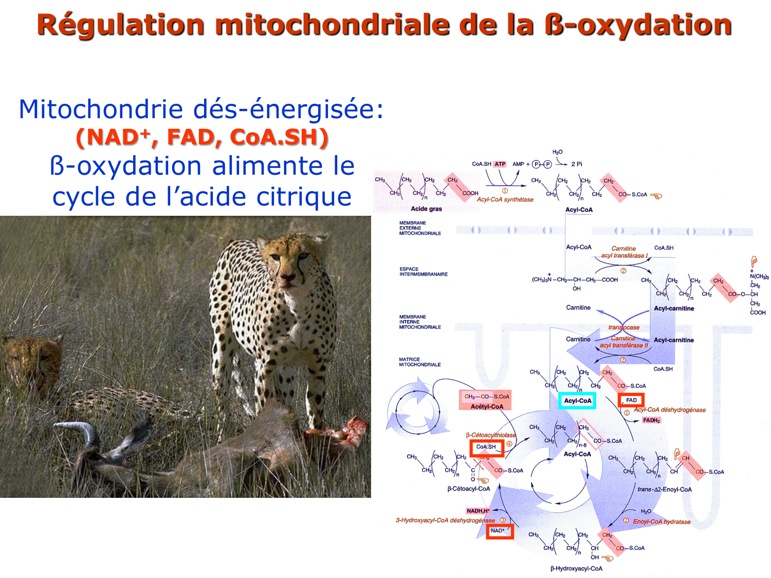 3. Métabolisme des triglycérides page 9