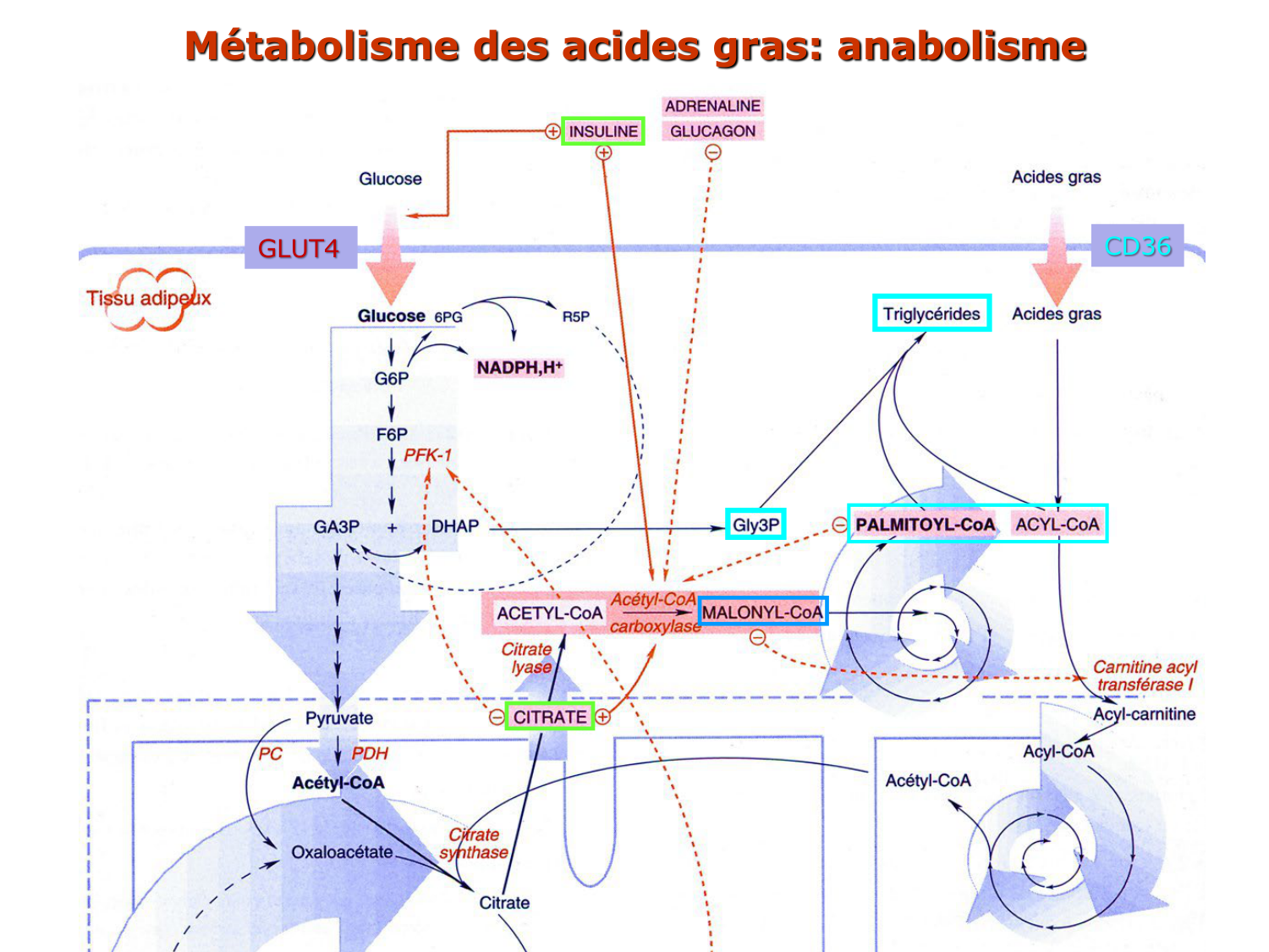 3. Métabolisme des triglycérides page 10