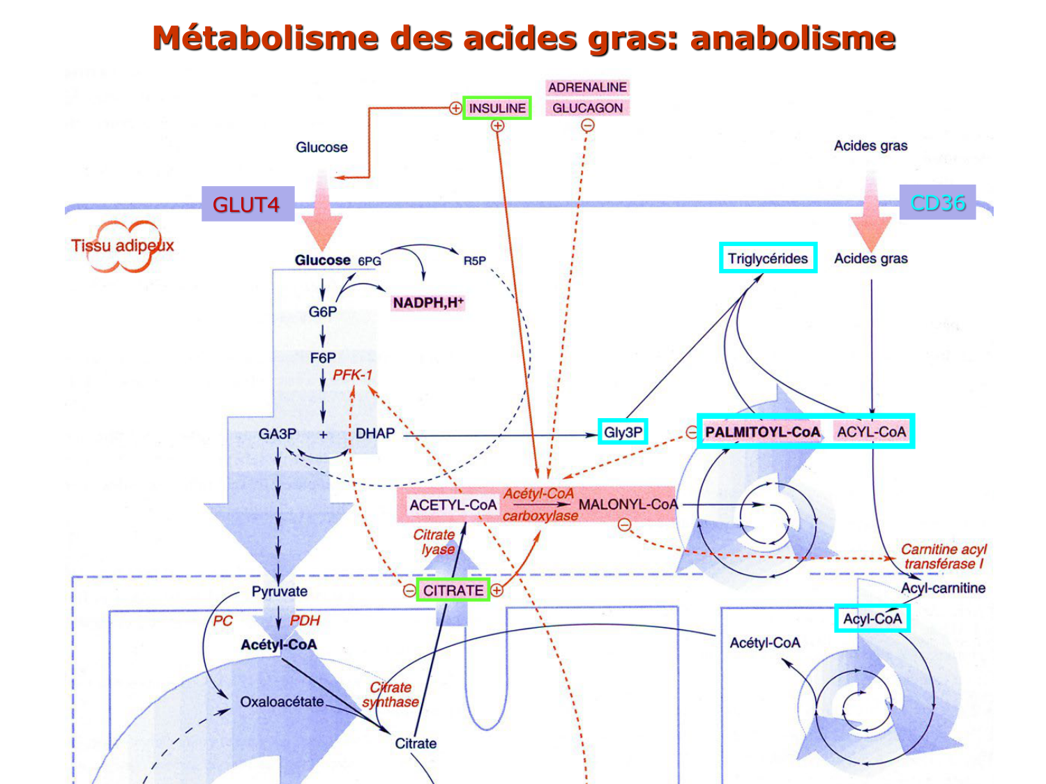 3. Métabolisme des triglycérides page 11
