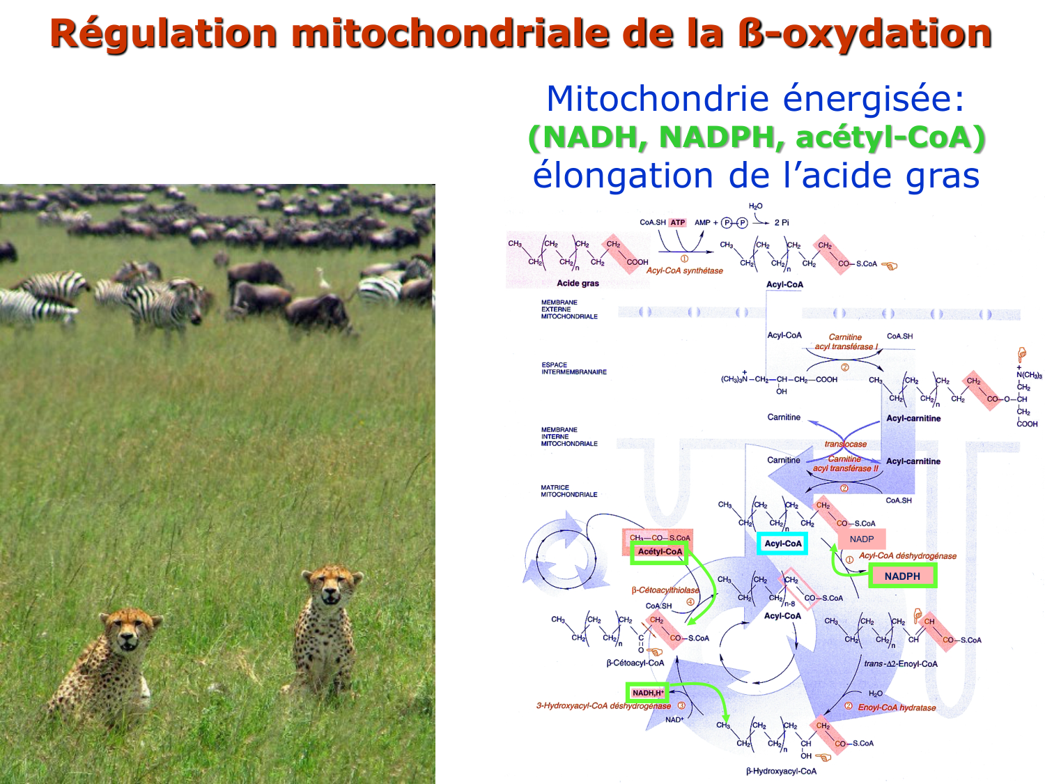 3. Métabolisme des triglycérides page 12