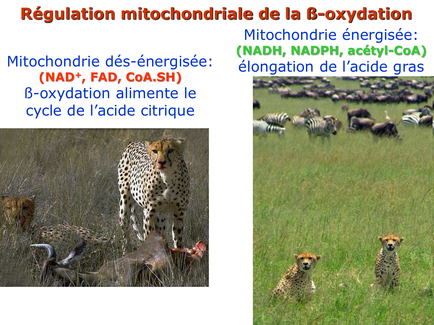 3. Métabolisme des triglycérides page 13