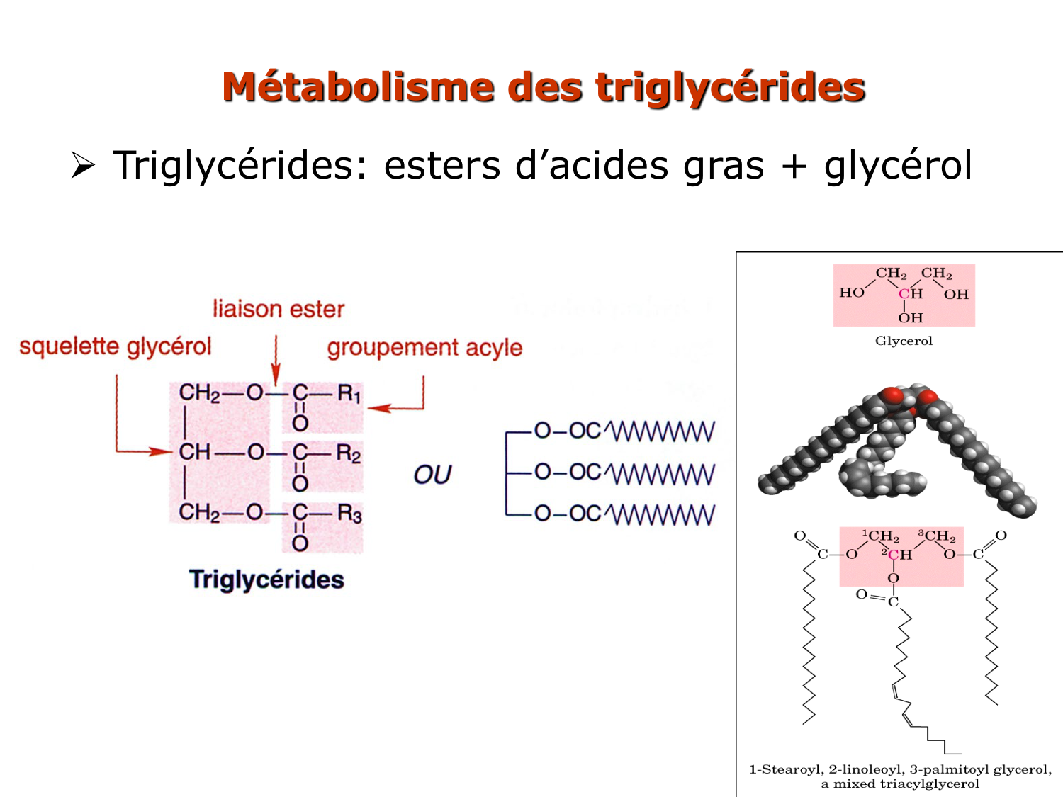 3. Métabolisme des triglycérides page 14