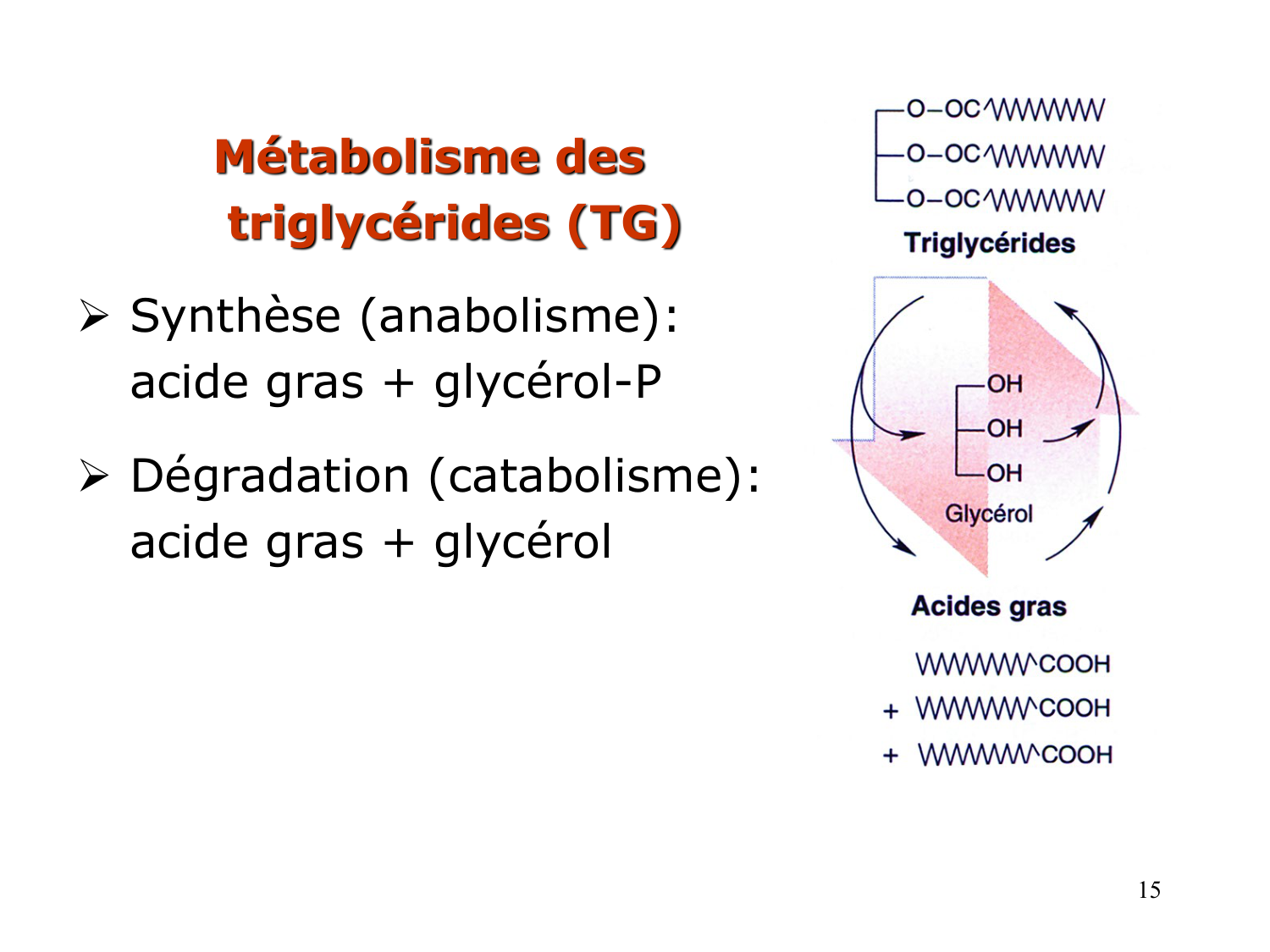 3. Métabolisme des triglycérides page 15