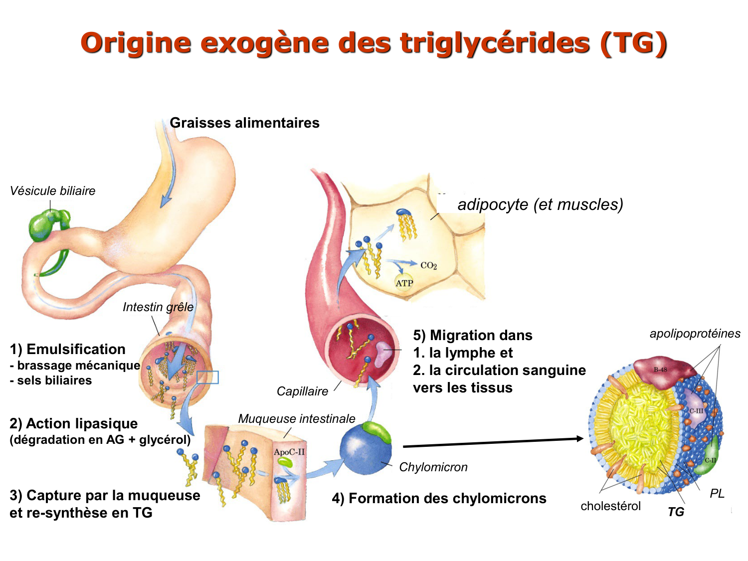 3. Métabolisme des triglycérides page 16
