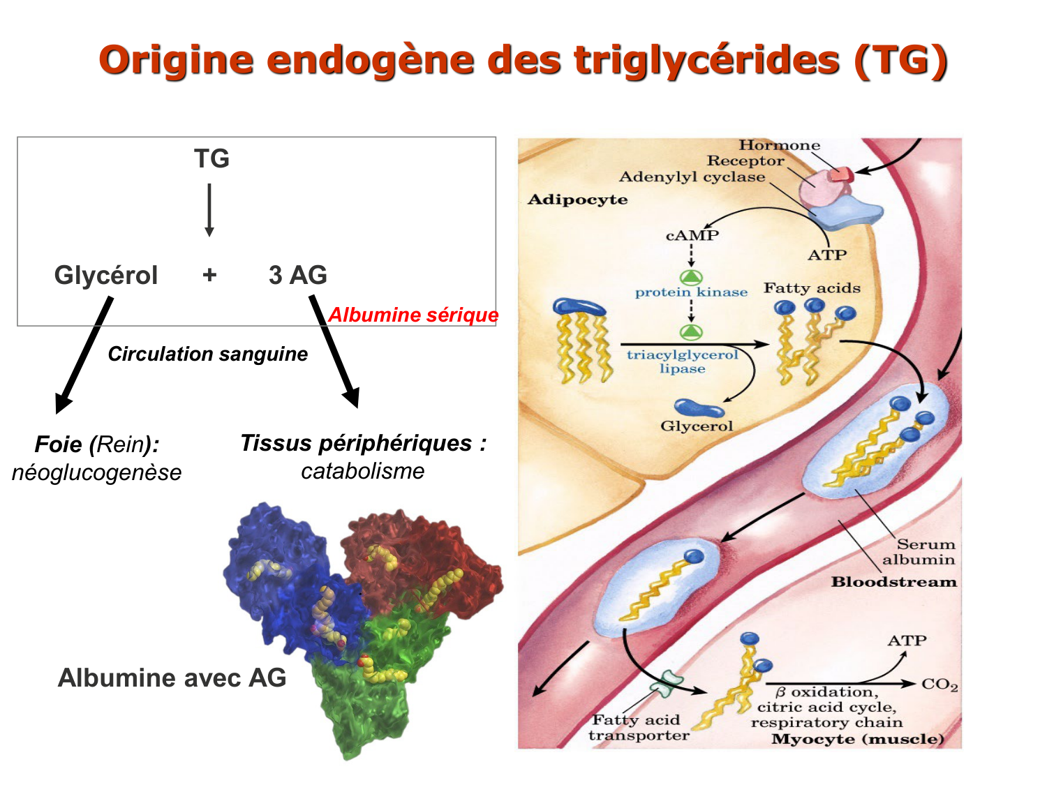 3. Métabolisme des triglycérides page 17