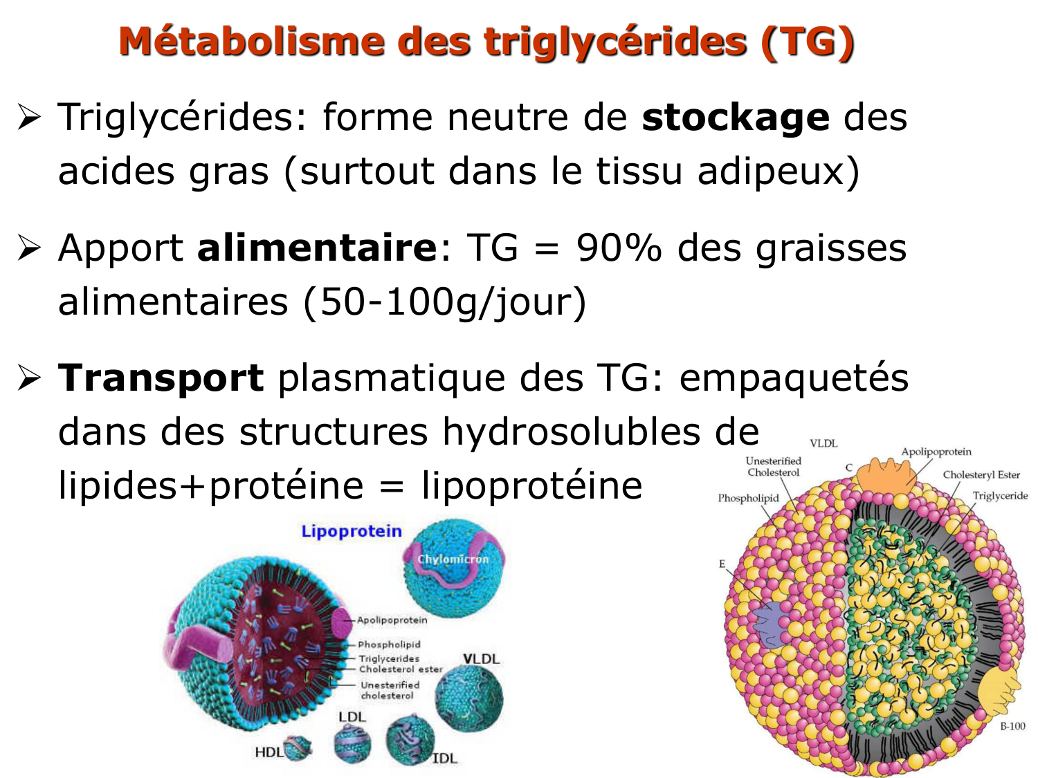 3. Métabolisme des triglycérides page 18