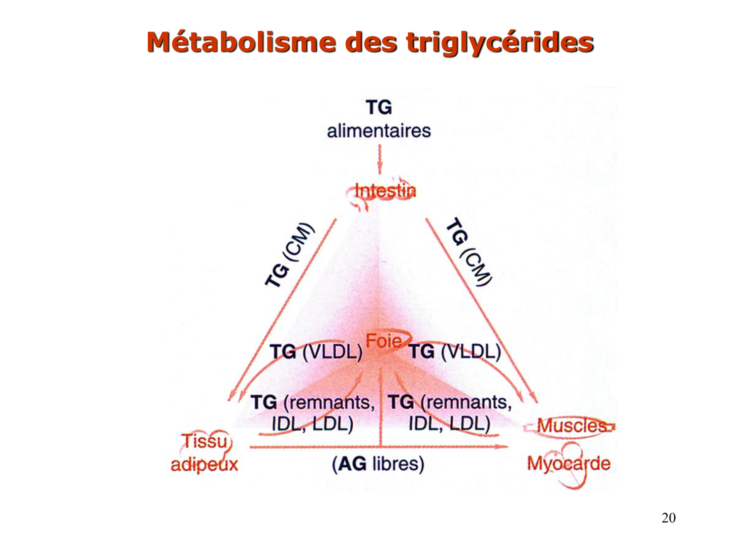 3. Métabolisme des triglycérides page 20