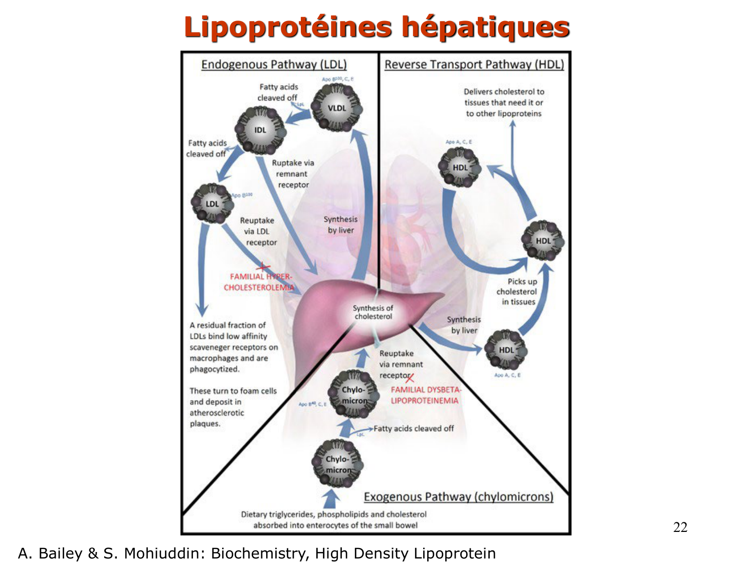 3. Métabolisme des triglycérides page 22