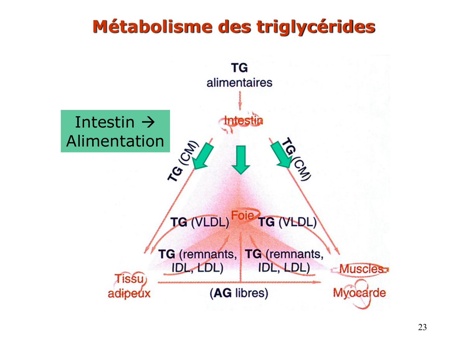 3. Métabolisme des triglycérides page 23