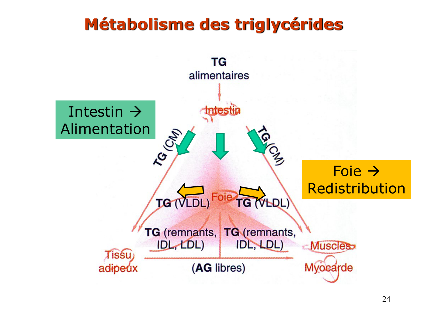 3. Métabolisme des triglycérides page 24