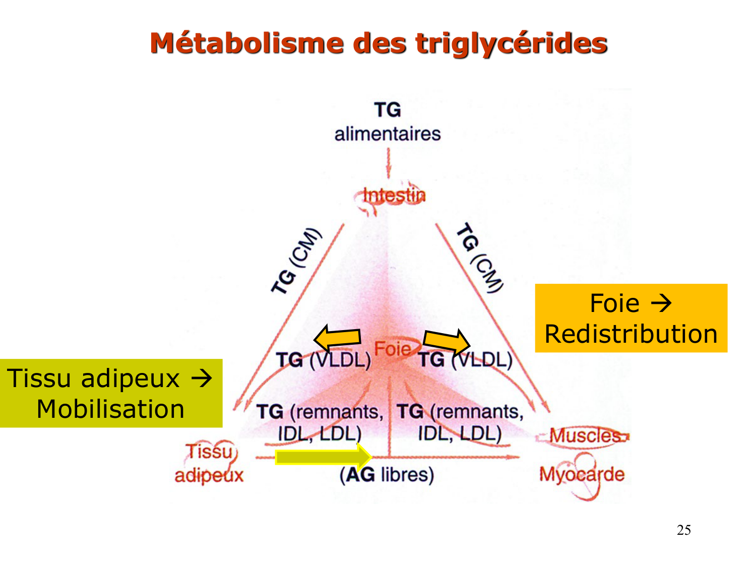 3. Métabolisme des triglycérides page 25