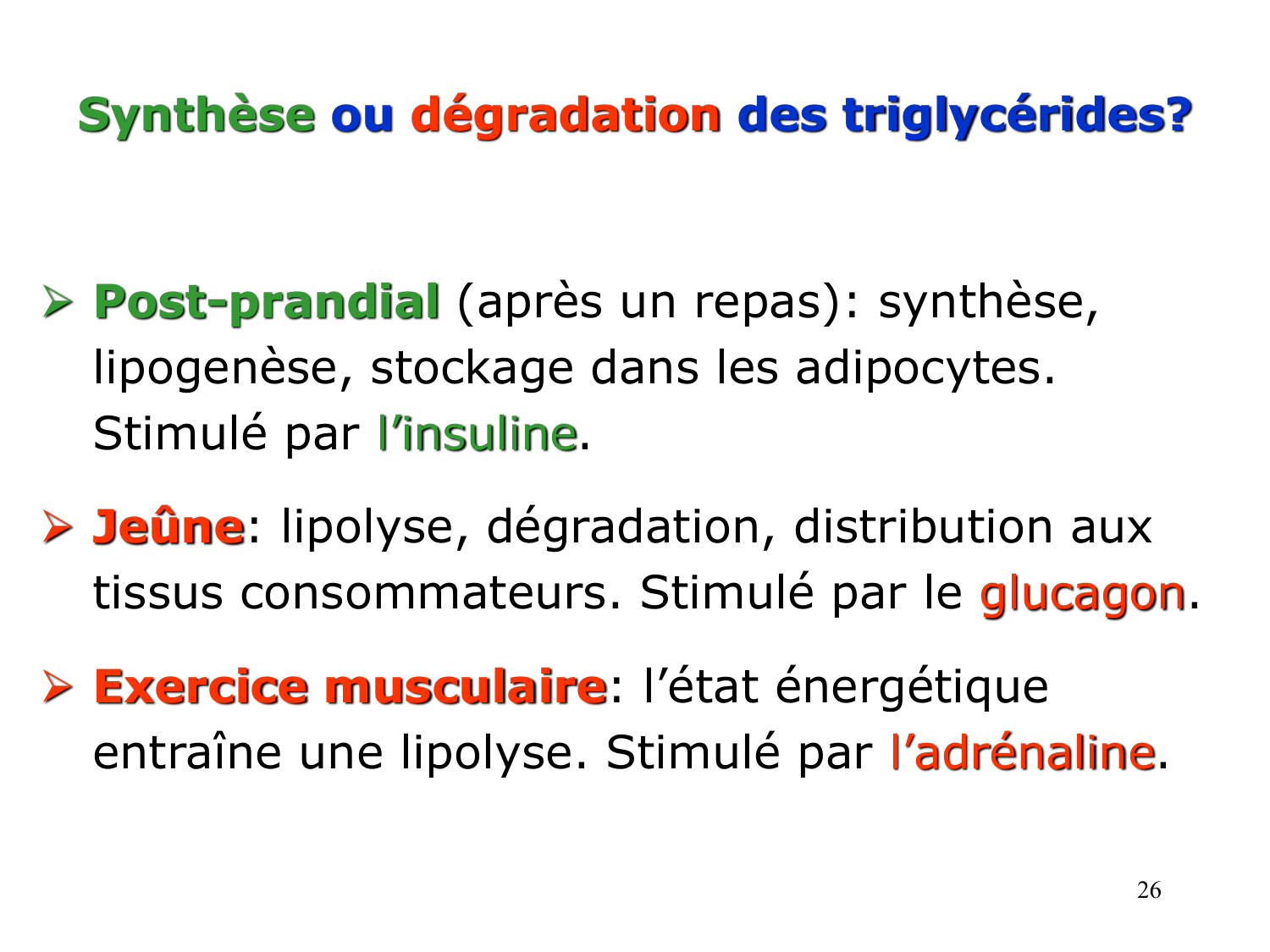 3. Métabolisme des triglycérides page 26