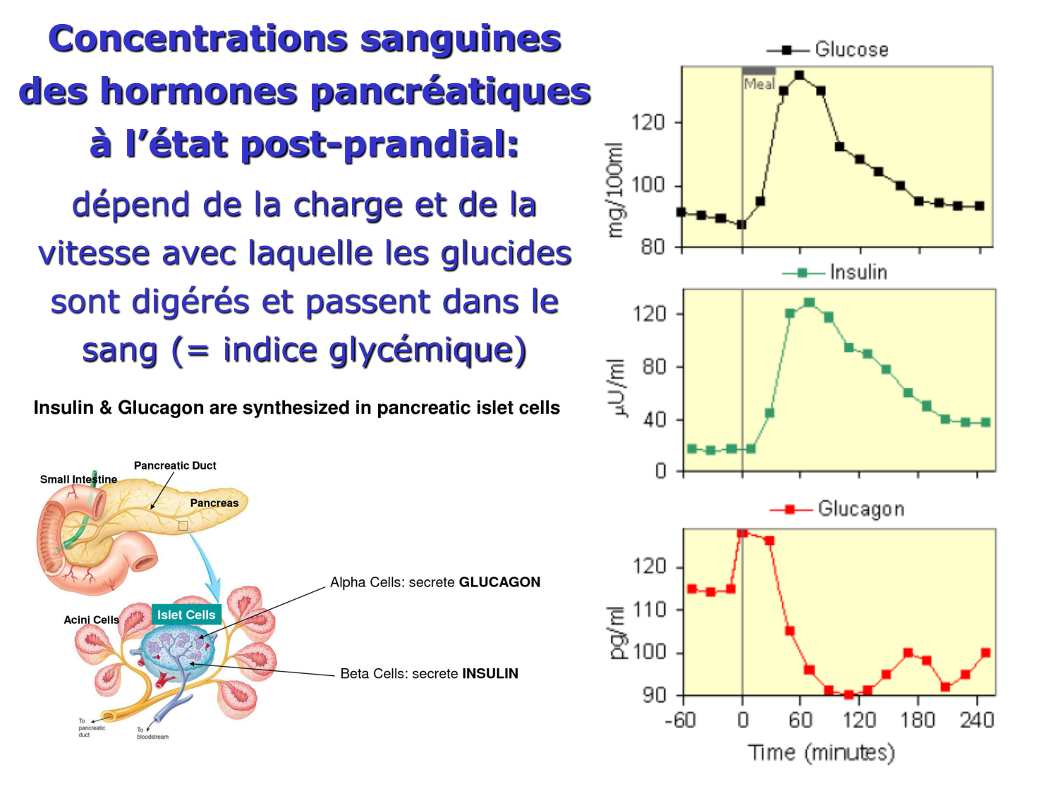 3. Métabolisme des triglycérides page 27