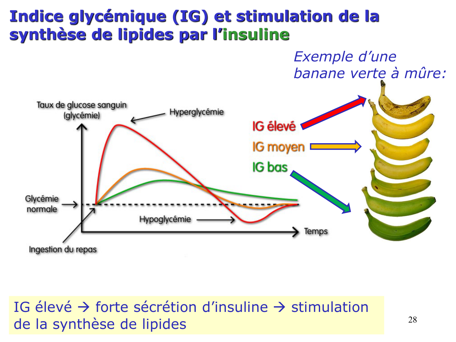 3. Métabolisme des triglycérides page 28