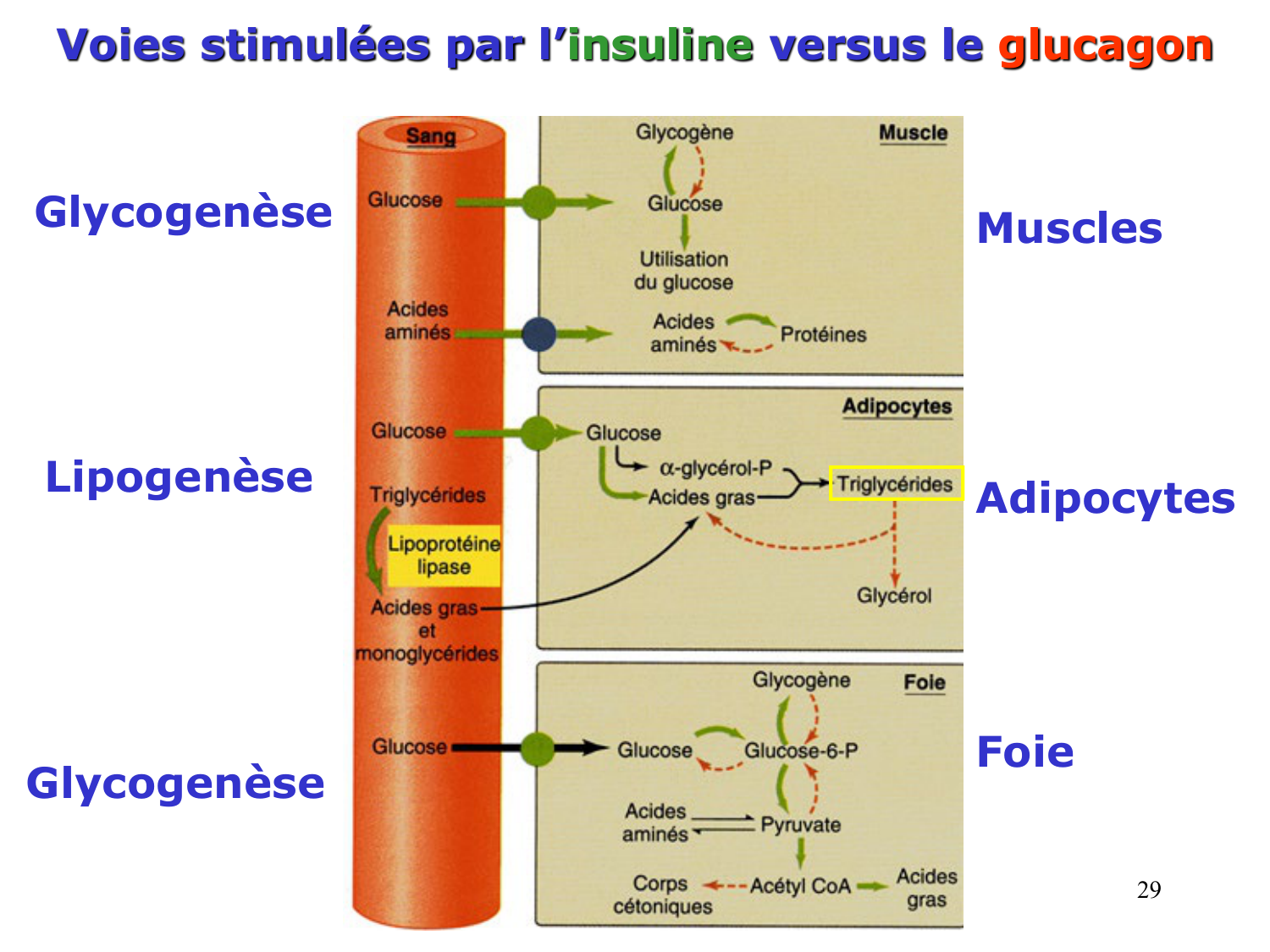 3. Métabolisme des triglycérides page 29