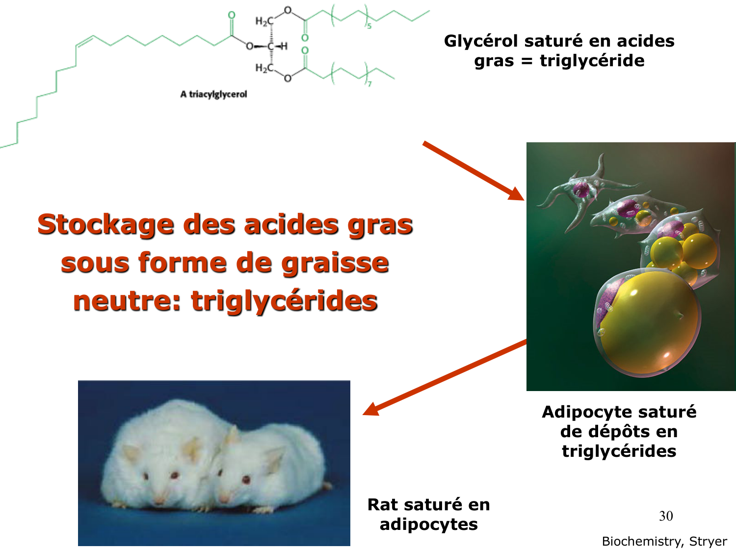 3. Métabolisme des triglycérides page 30