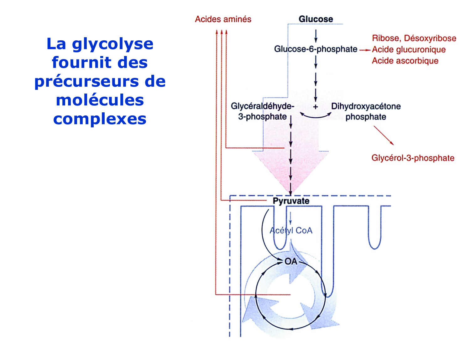 3. Métabolisme des triglycérides page 32