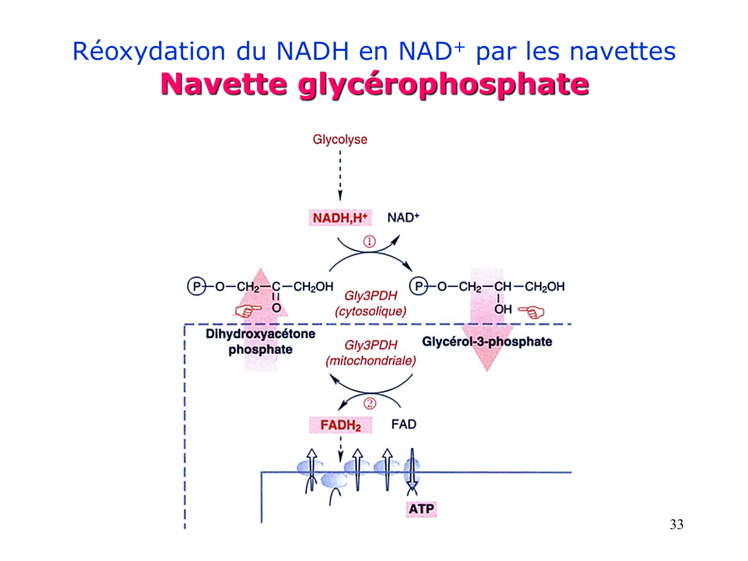 3. Métabolisme des triglycérides page 33