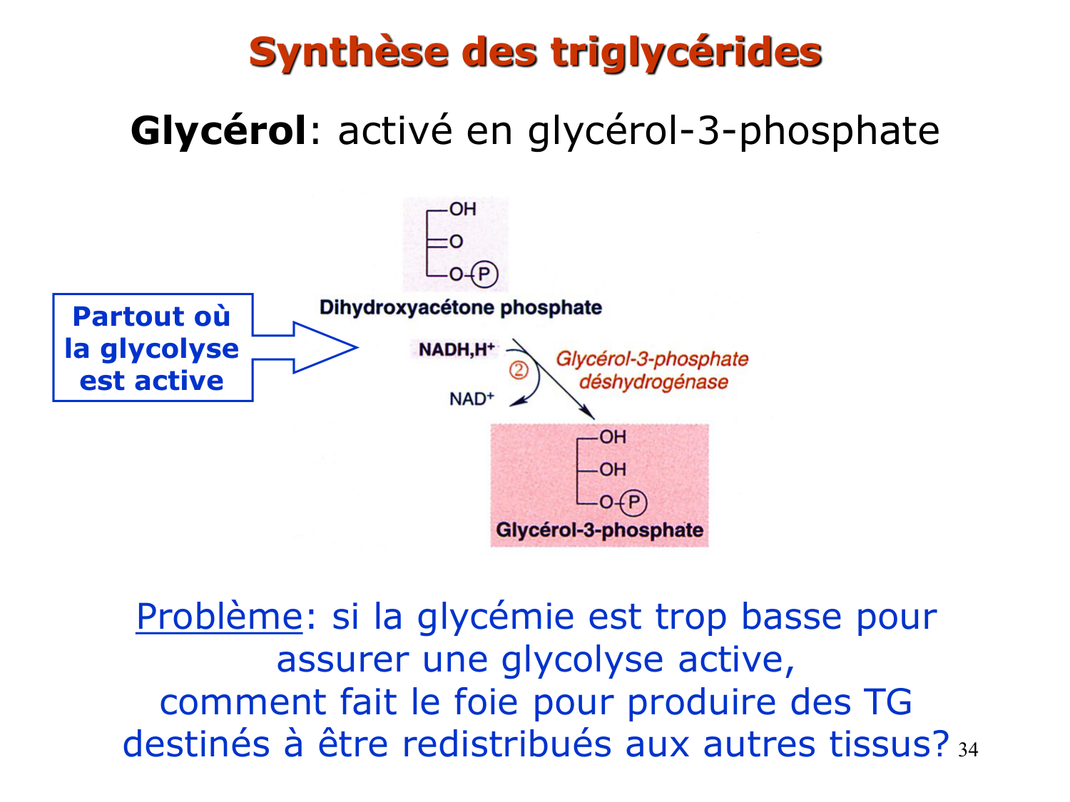 3. Métabolisme des triglycérides page 34