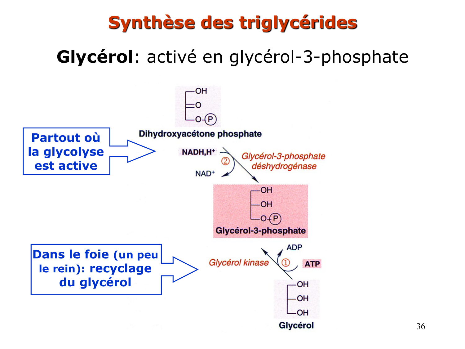 3. Métabolisme des triglycérides page 36
