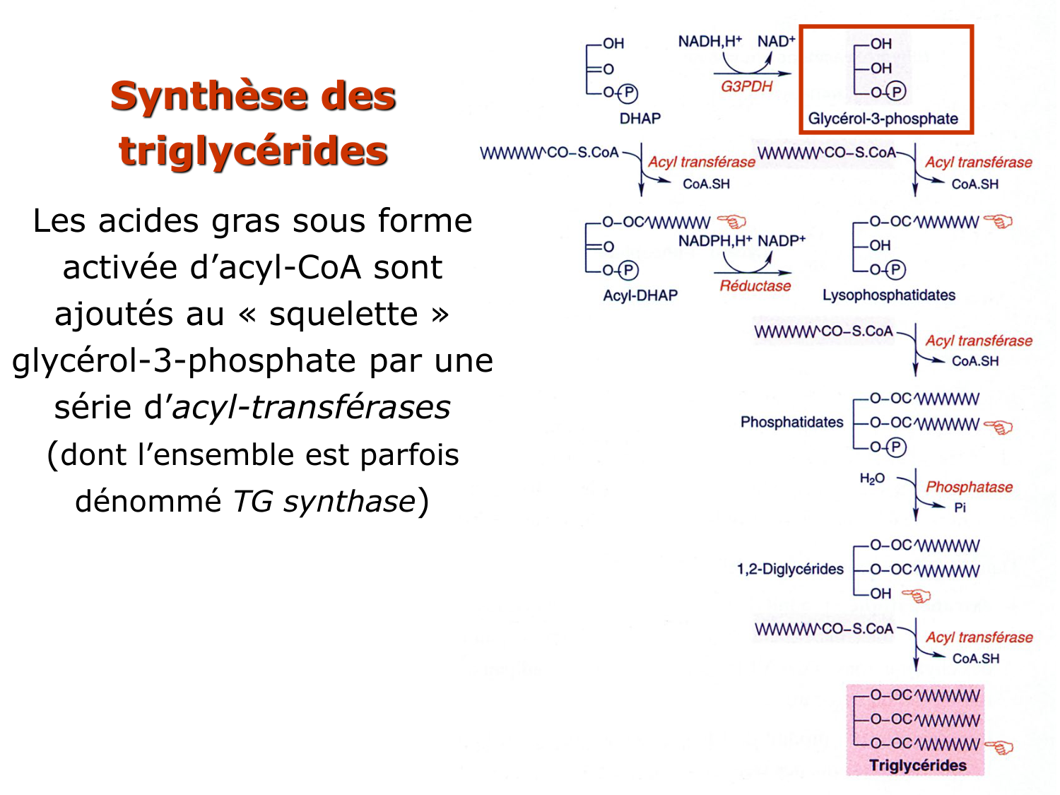 3. Métabolisme des triglycérides page 37