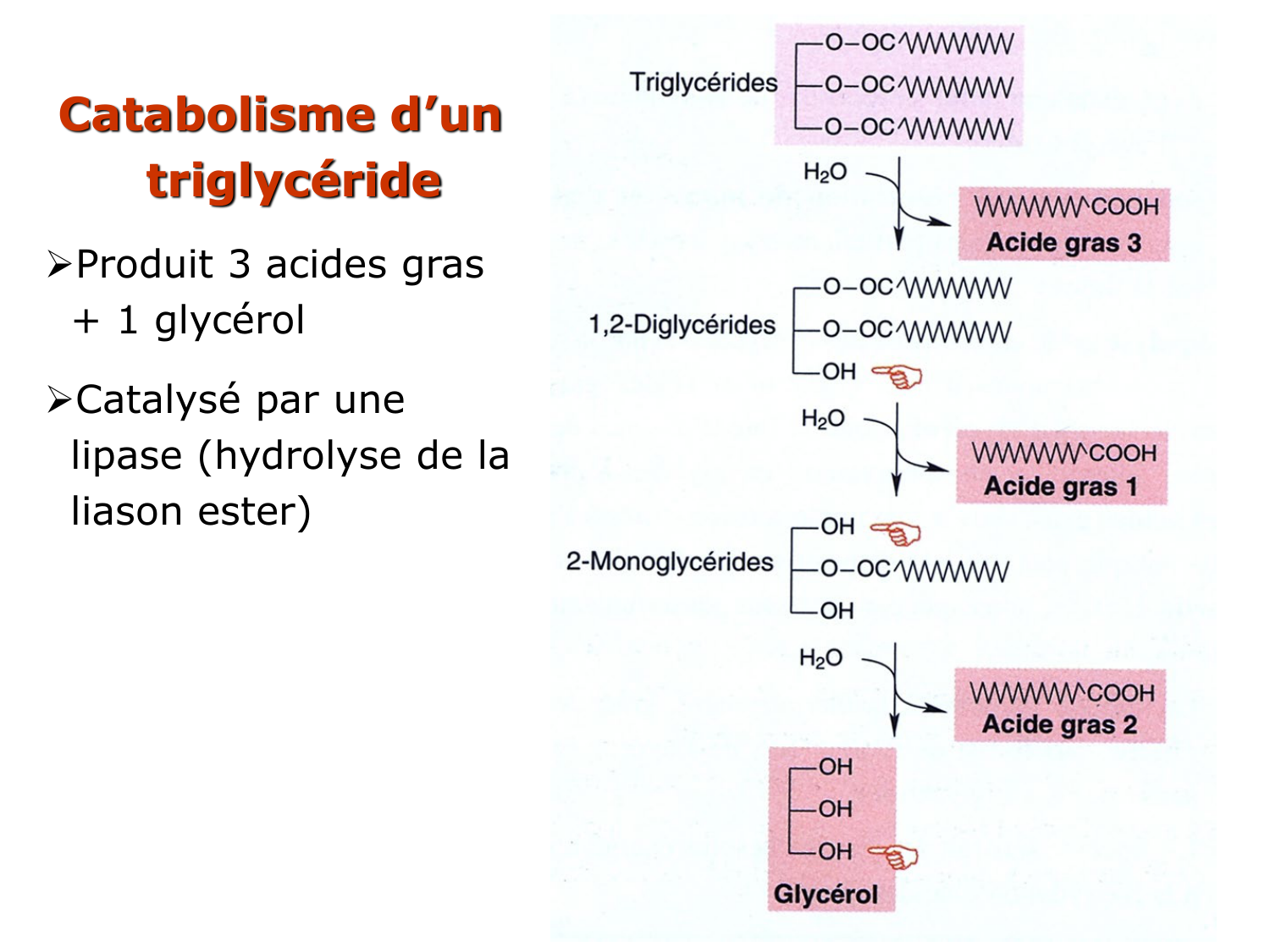 3. Métabolisme des triglycérides page 38