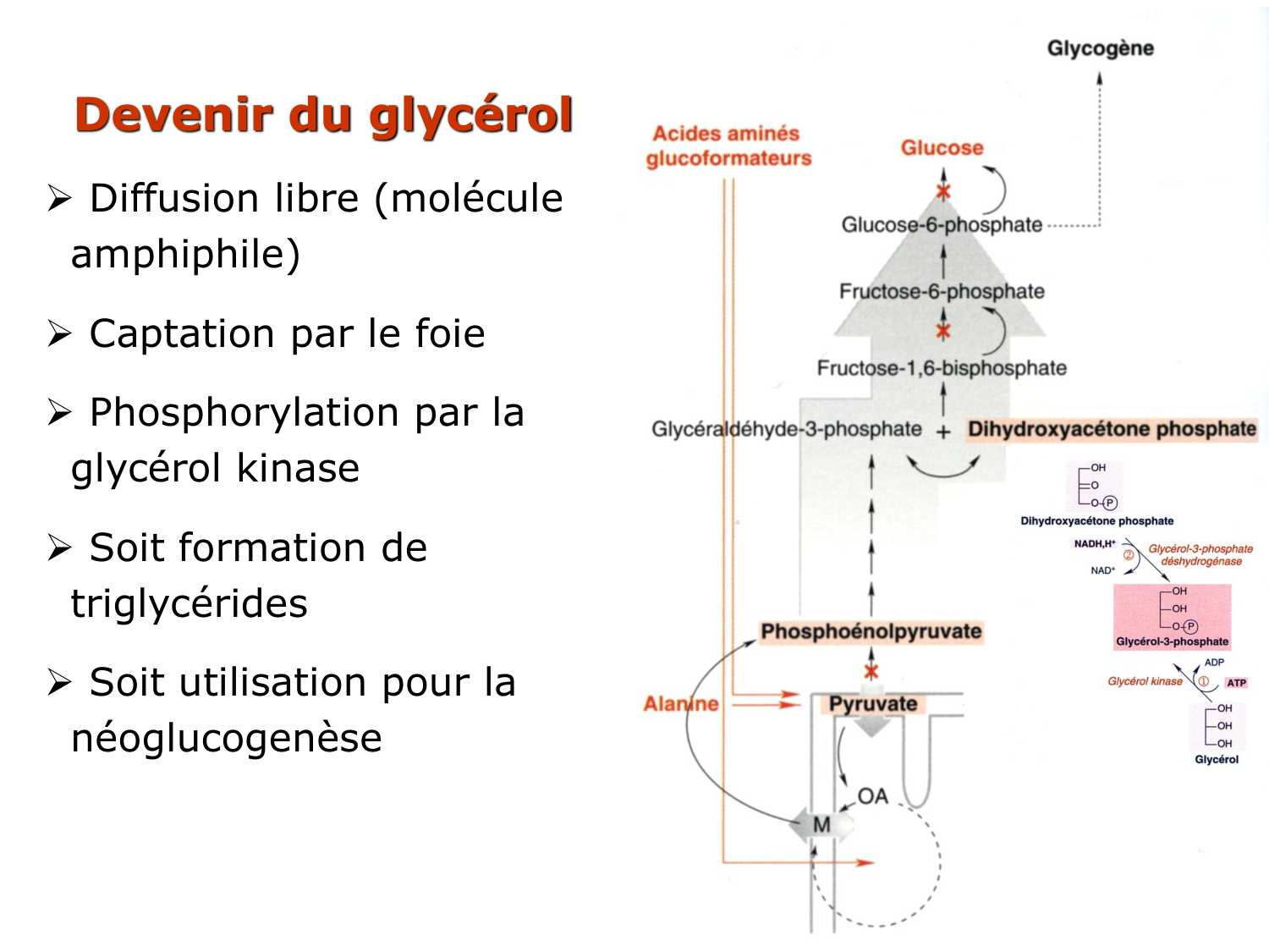 3. Métabolisme des triglycérides page 39