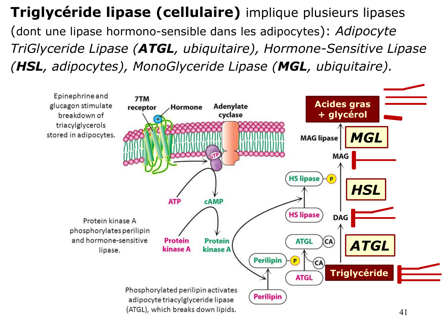 3. Métabolisme des triglycérides page 41