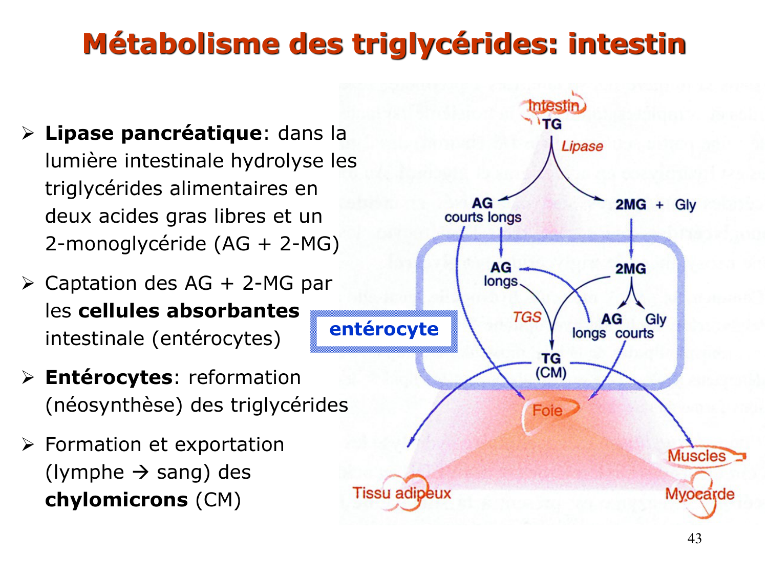3. Métabolisme des triglycérides page 43