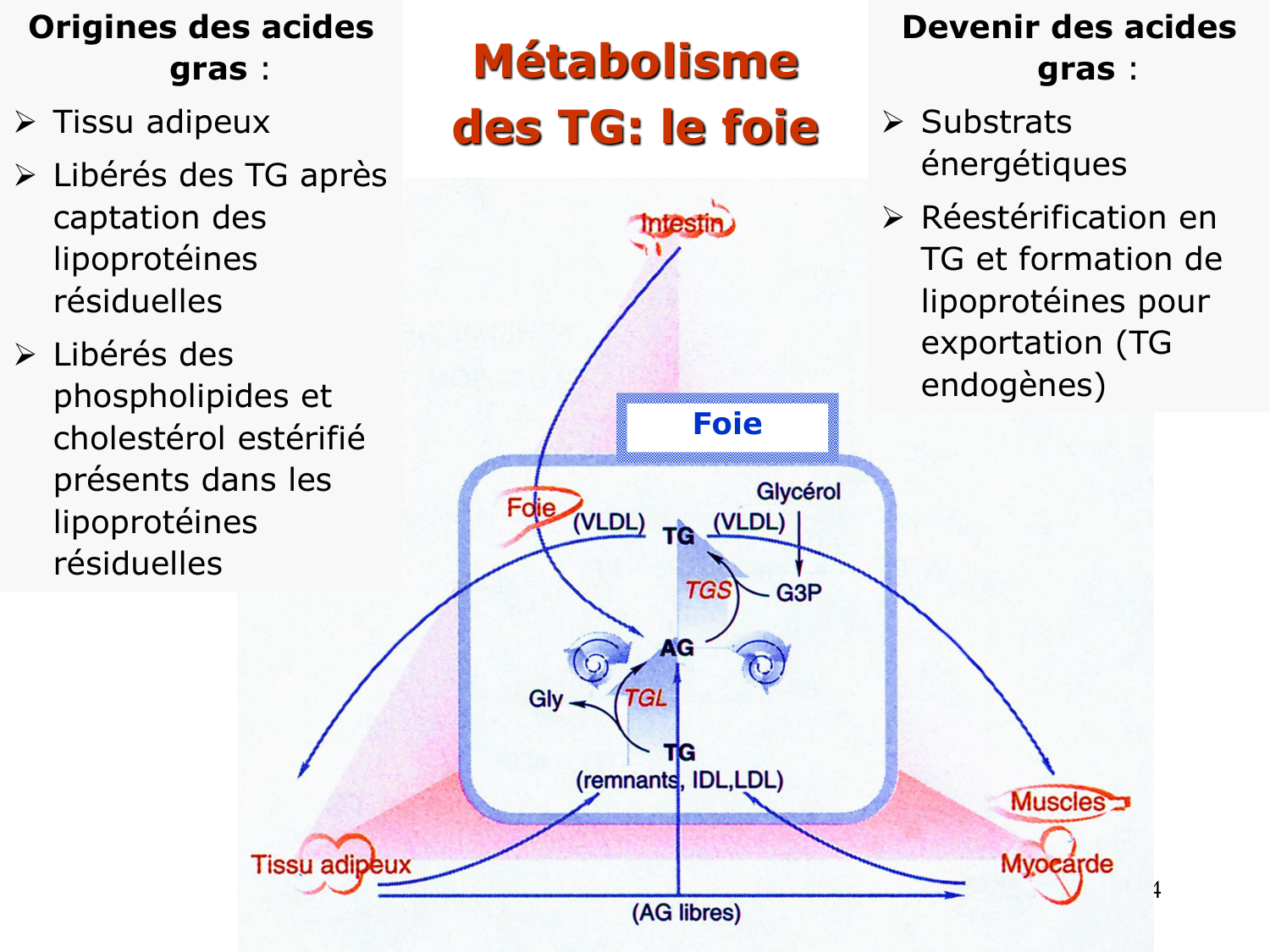 3. Métabolisme des triglycérides page 44