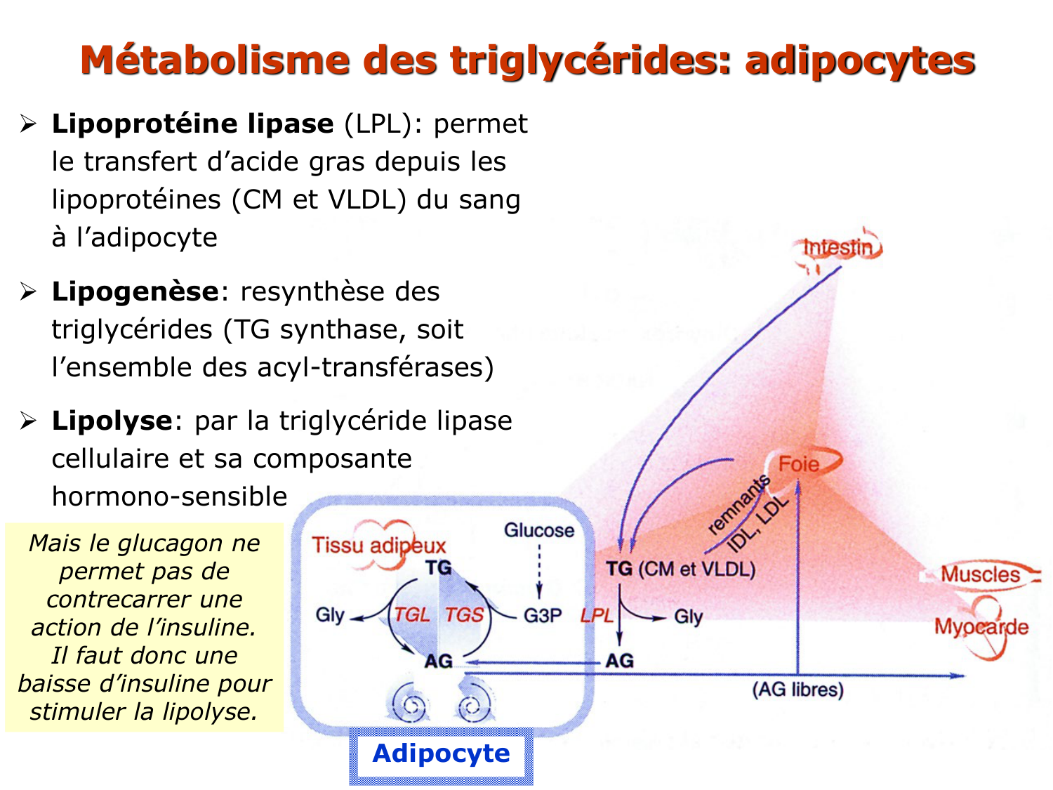 3. Métabolisme des triglycérides page 45