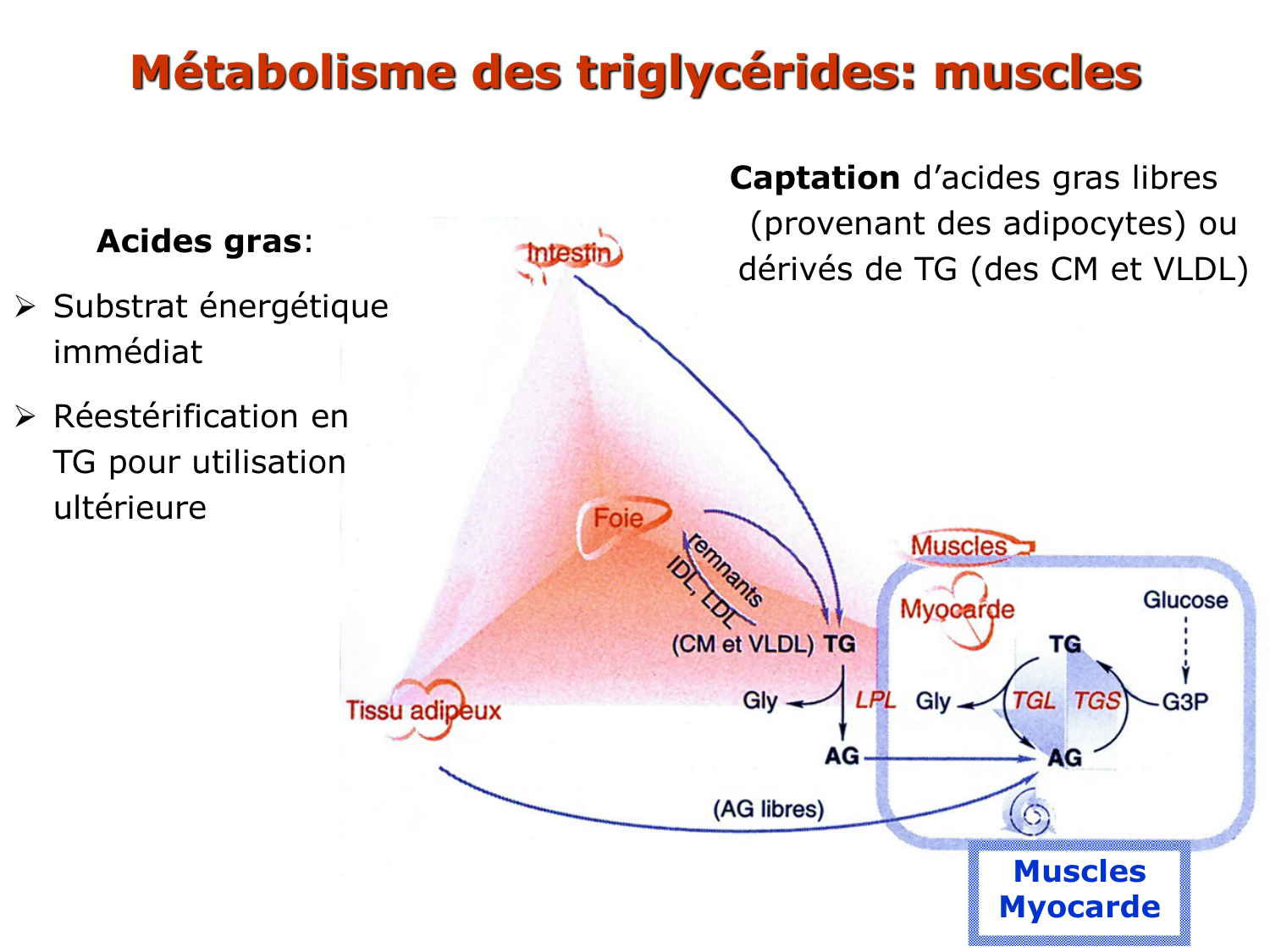 3. Métabolisme des triglycérides page 46