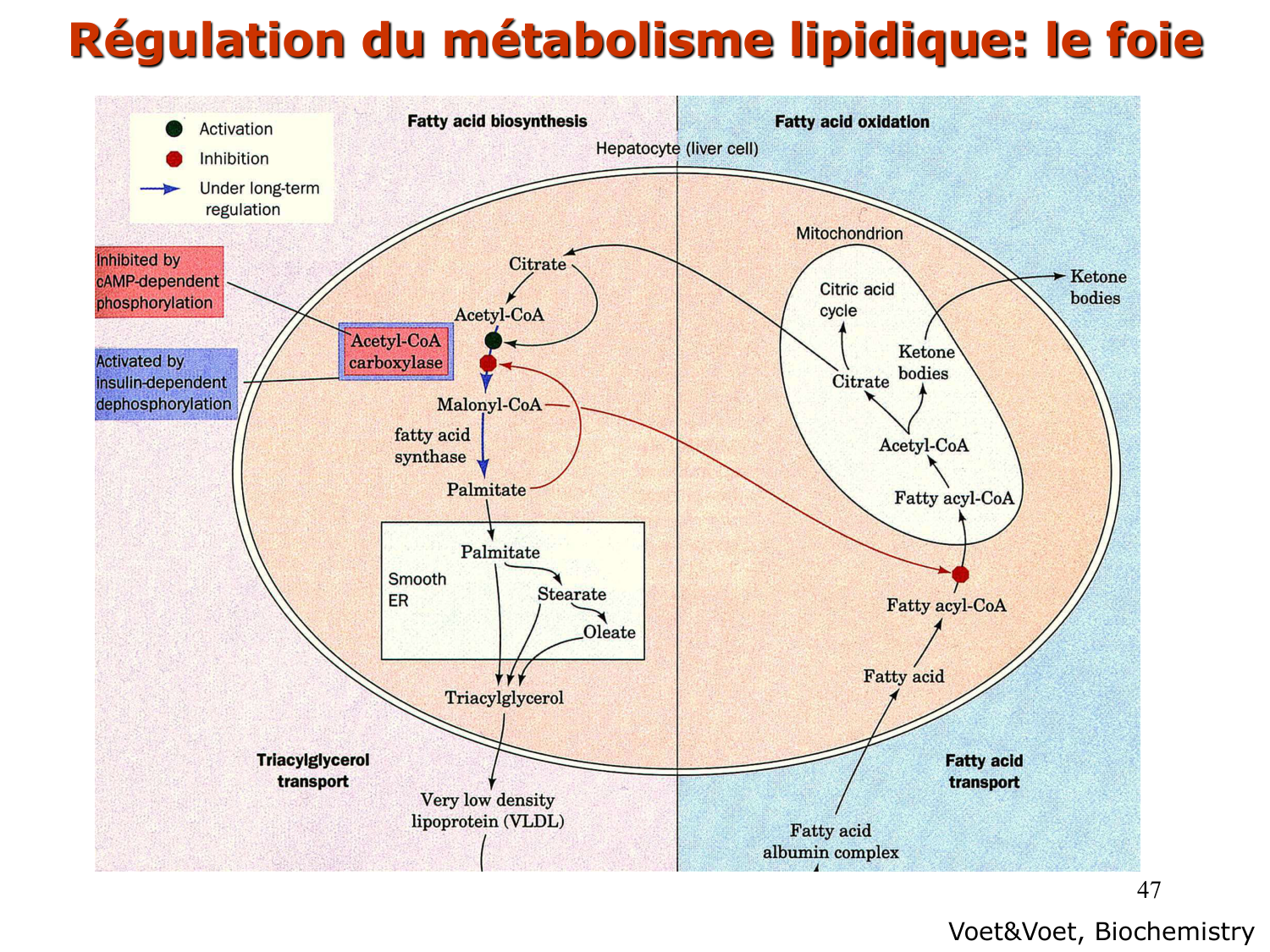 3. Métabolisme des triglycérides page 47