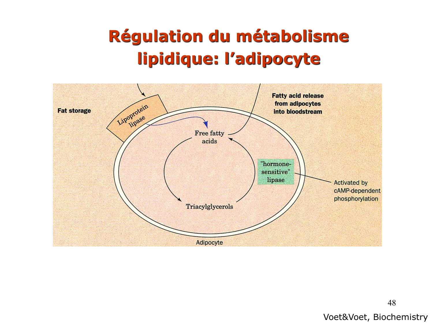 3. Métabolisme des triglycérides page 48