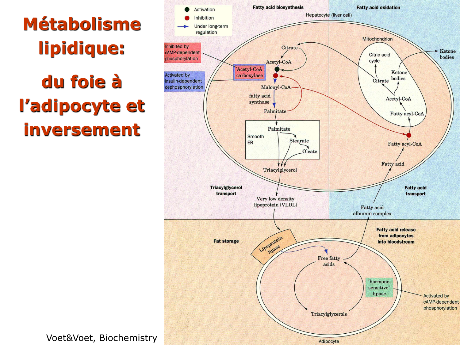 3. Métabolisme des triglycérides page 49